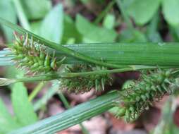 Image of Carex japonica Thunb.