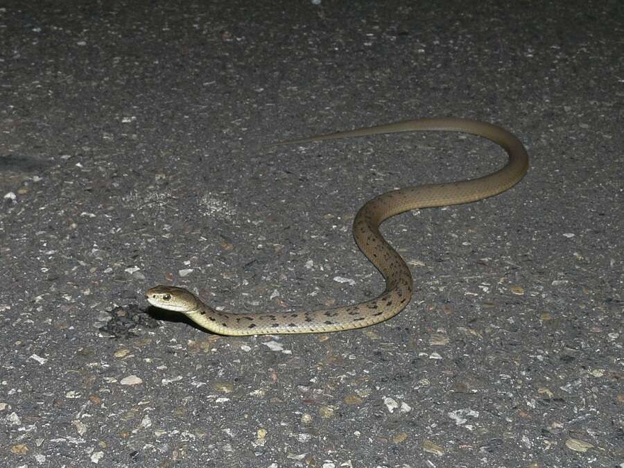 Image of Clarence River Snake