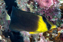 Image of Blackburn's Butterflyfish