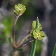 Sivun Euphorbia silenifolia (Haw.) Sweet kuva