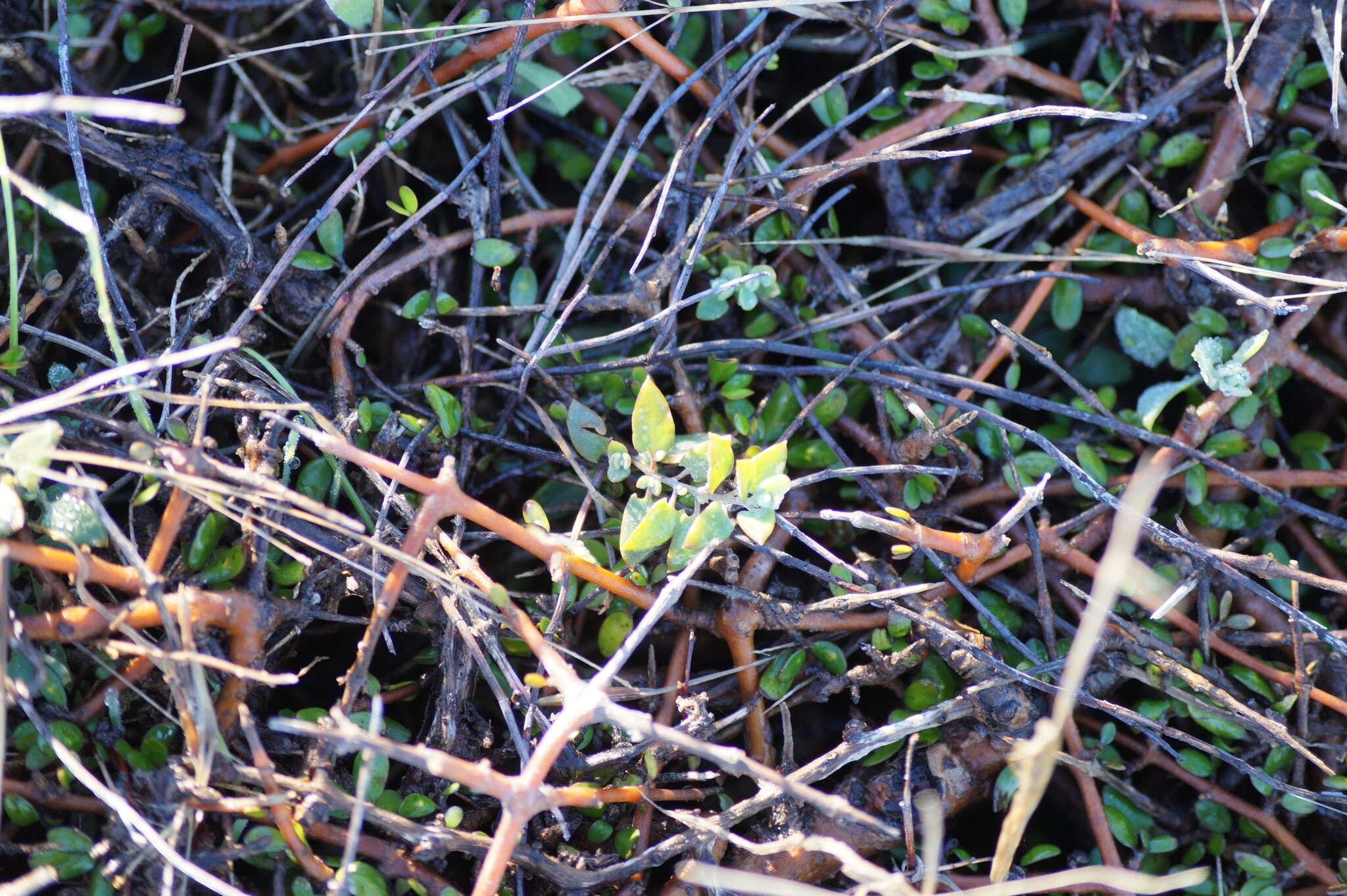 Plancia ëd Chenopodium nutans (R. Br.) S. Fuentes & Borsch