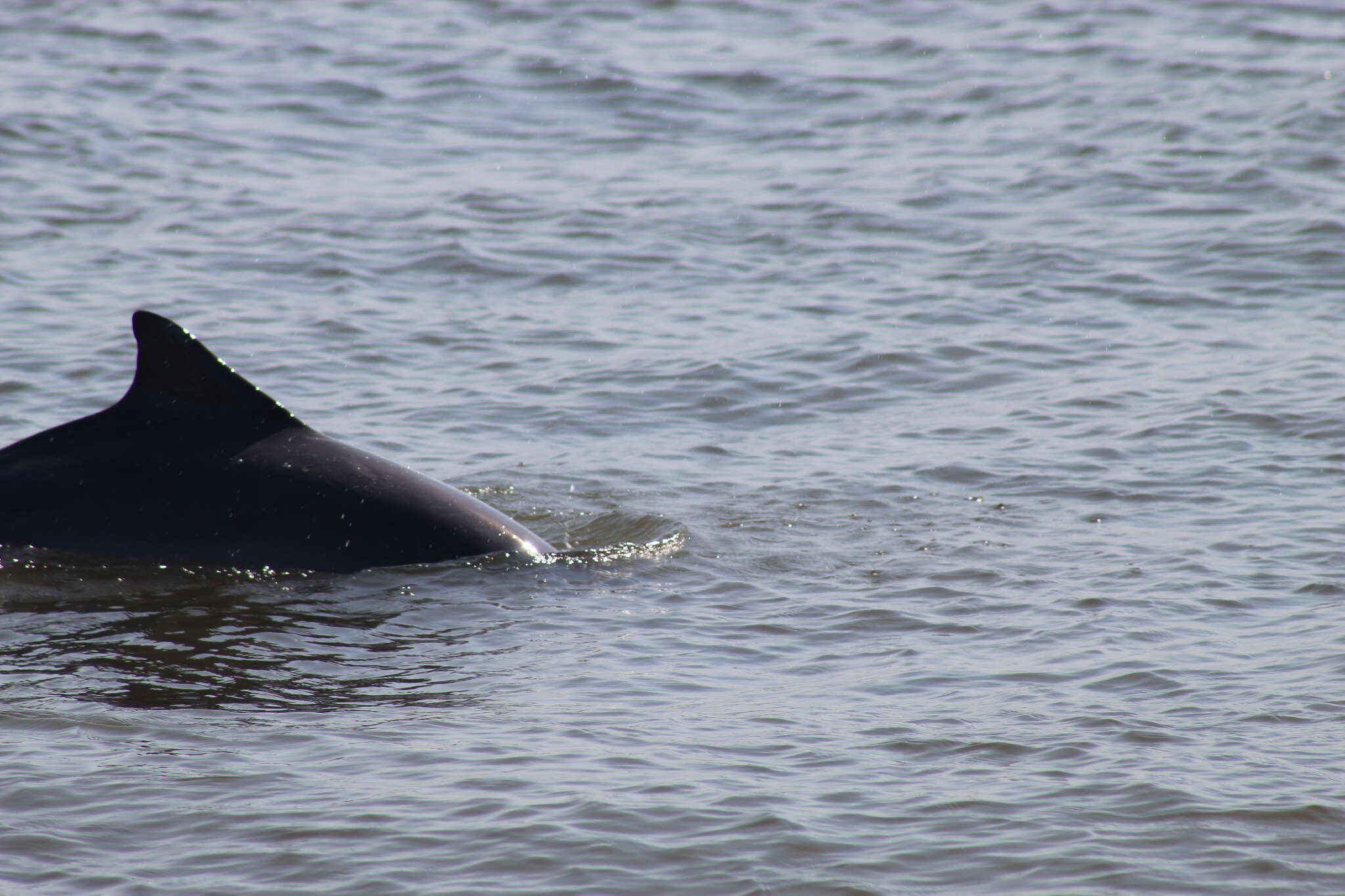 Image de Dauphin de Guyane