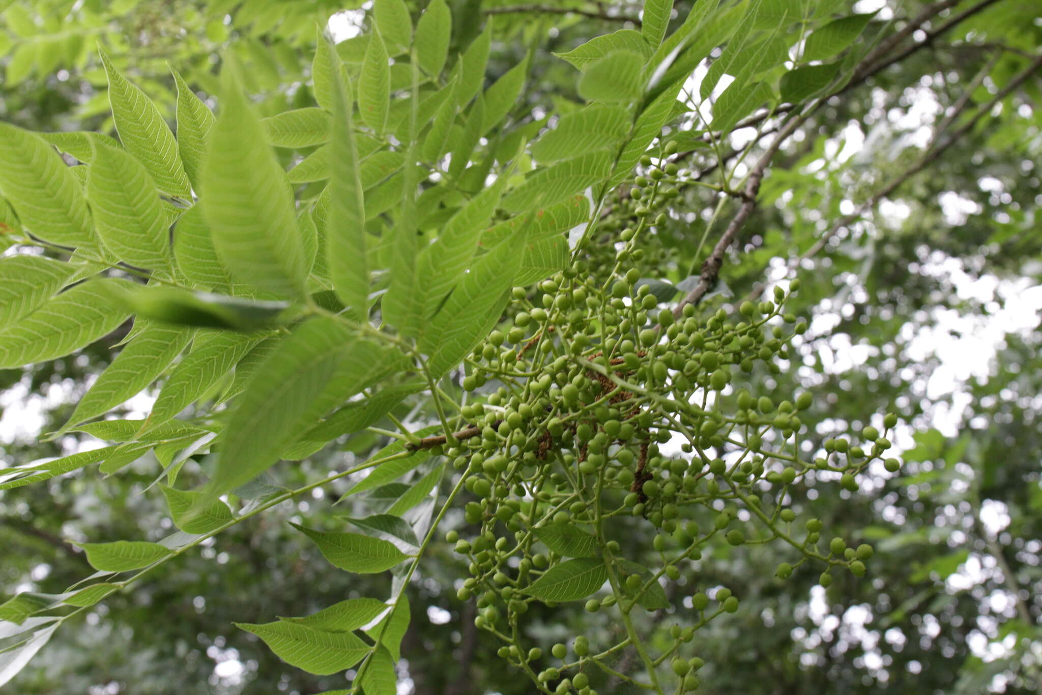 Image of Chinese pistache