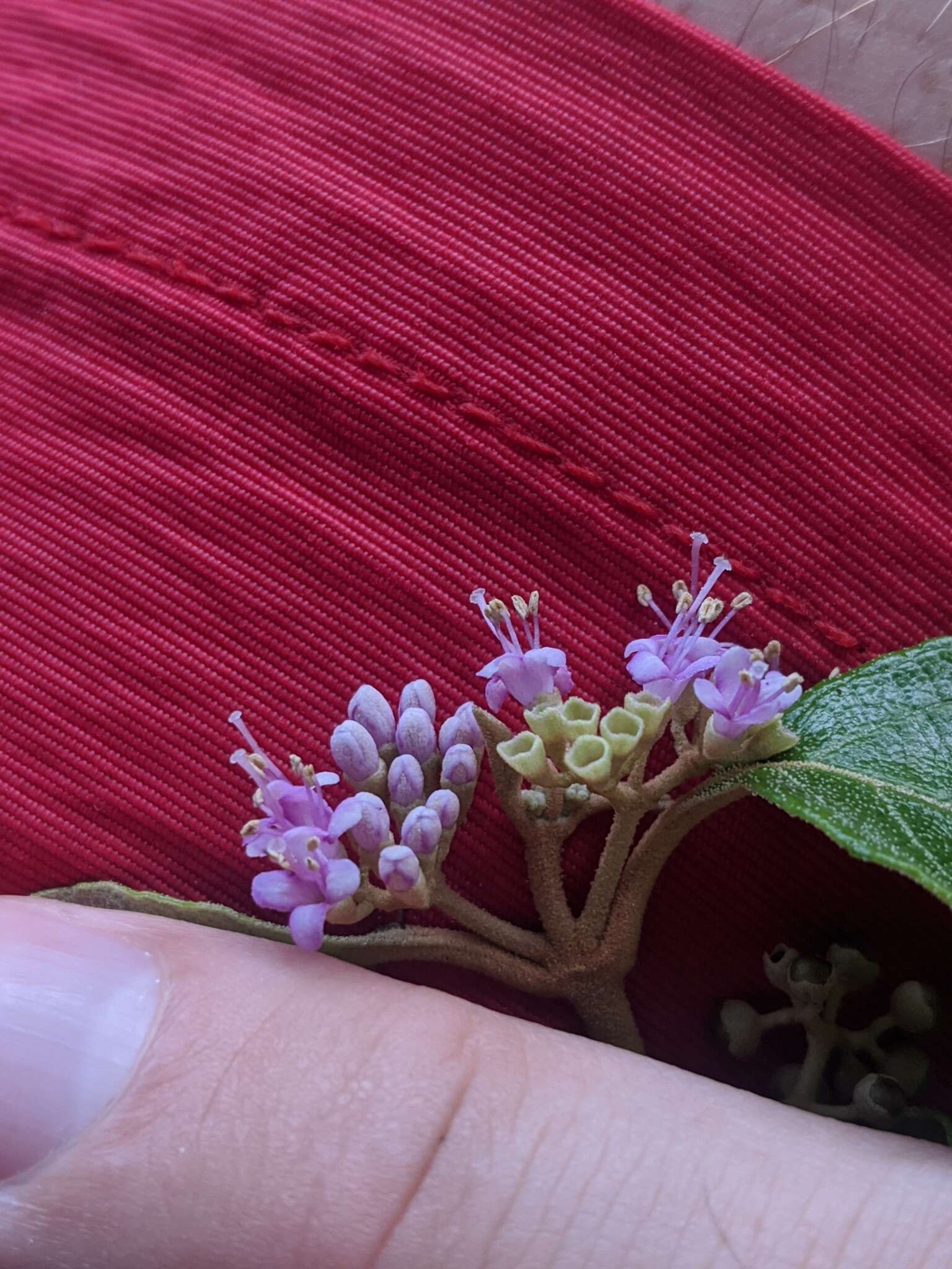 Image of Callicarpa candicans (Burm. fil.) Hochr.