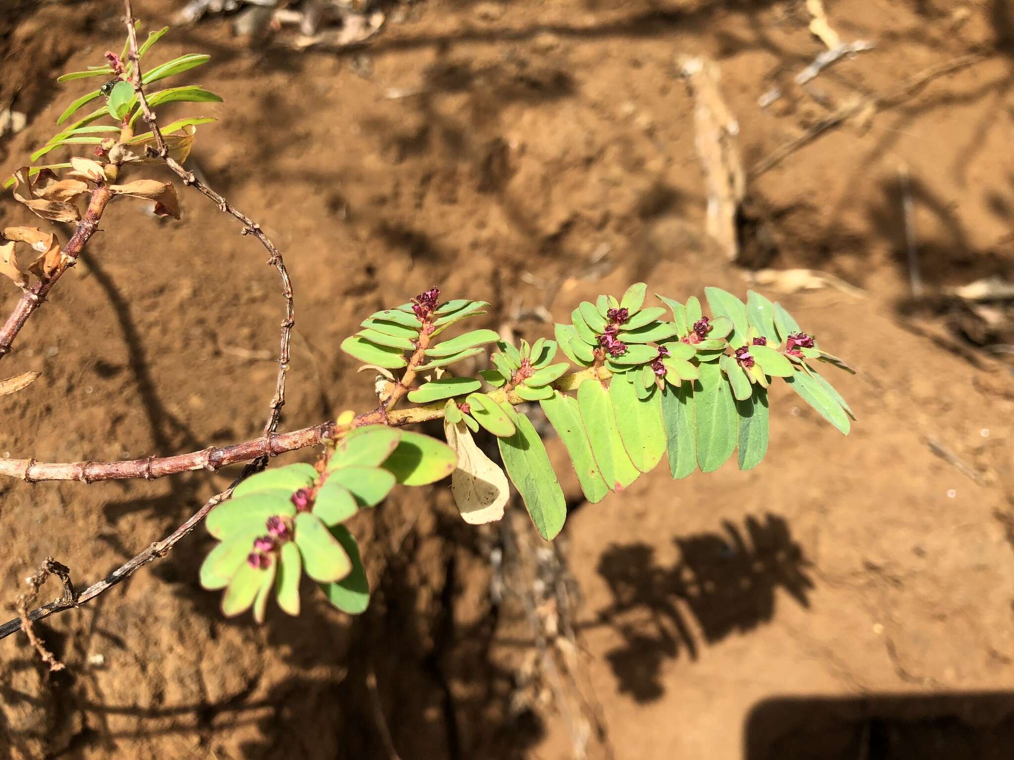 Слика од Euphorbia anthonyi Brandegee