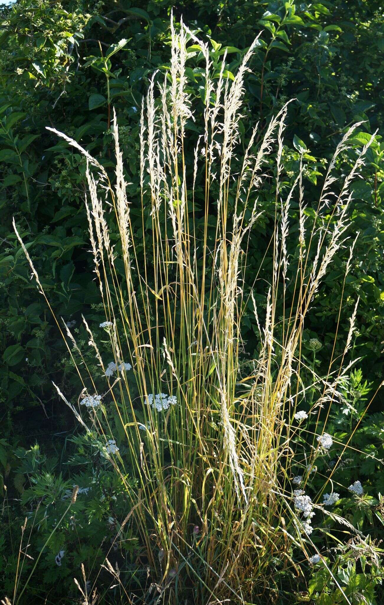 Image of oatgrass