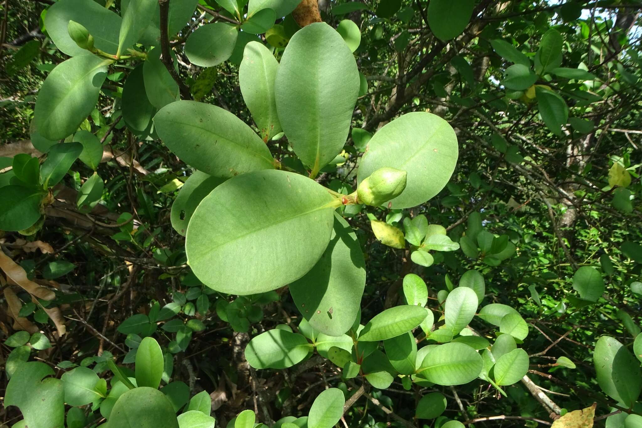 Image of Sonneratia caseolaris (L.) A. Engl.