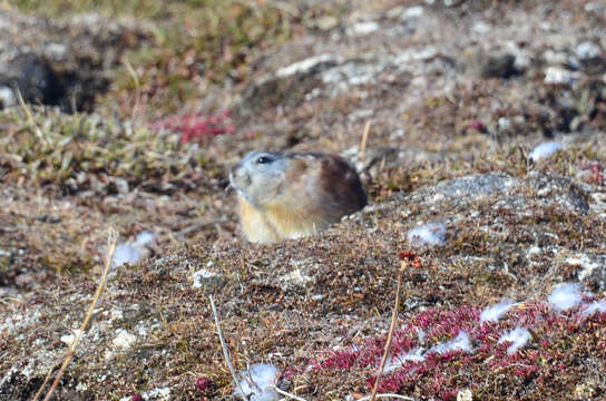 Image of Wrangel Island Collared Lemming