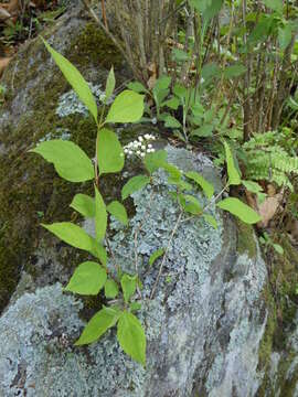 Image of Mongolian pride-of-Rochester