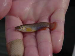 Image of Plains Topminnow