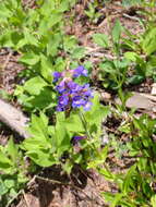 Image of sulphur penstemon