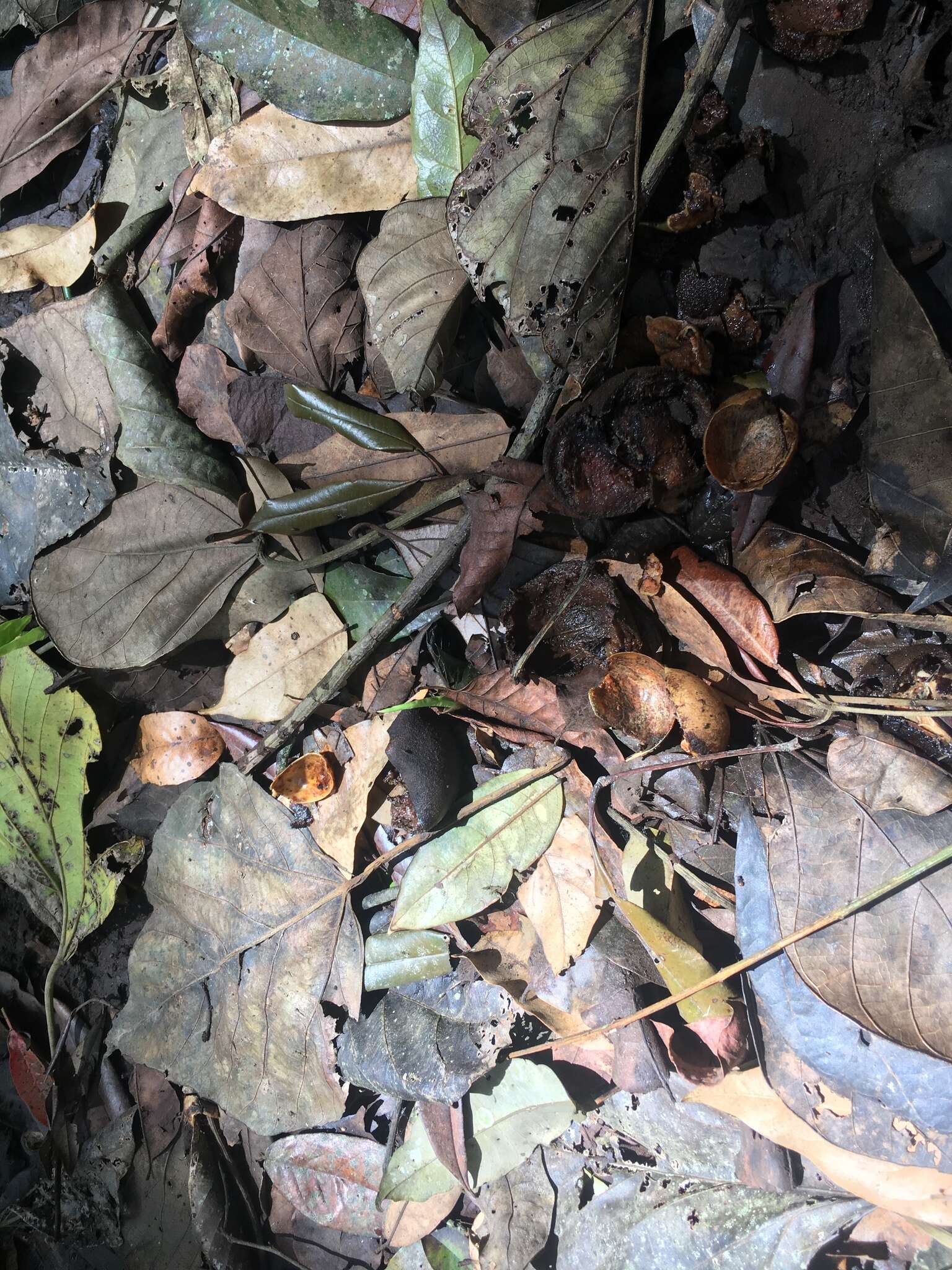 Image de Omphalea queenslandiae F. M. Bailey