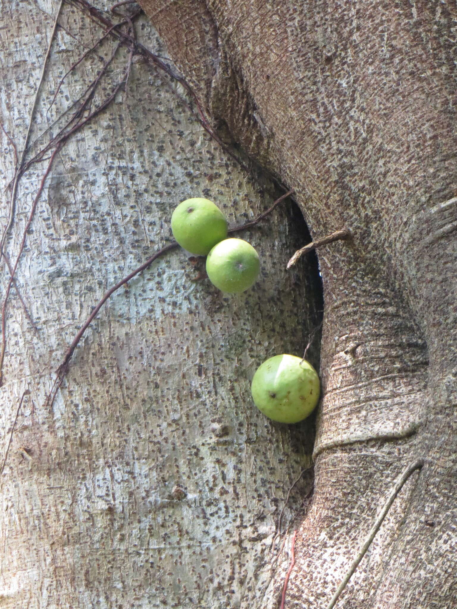 Image of Knobbly fig