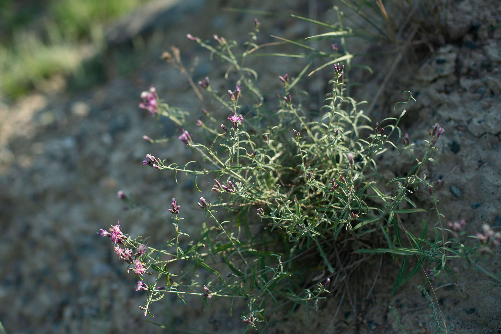 Image of Saussurea salicifolia (L.) DC.