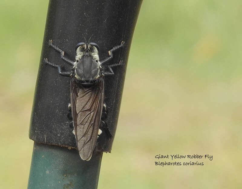 Image of Blepharotes coriarius (Wiedemann 1830)