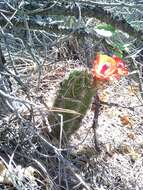 Image of Echinocereus arizonicus subsp. oldachiorum