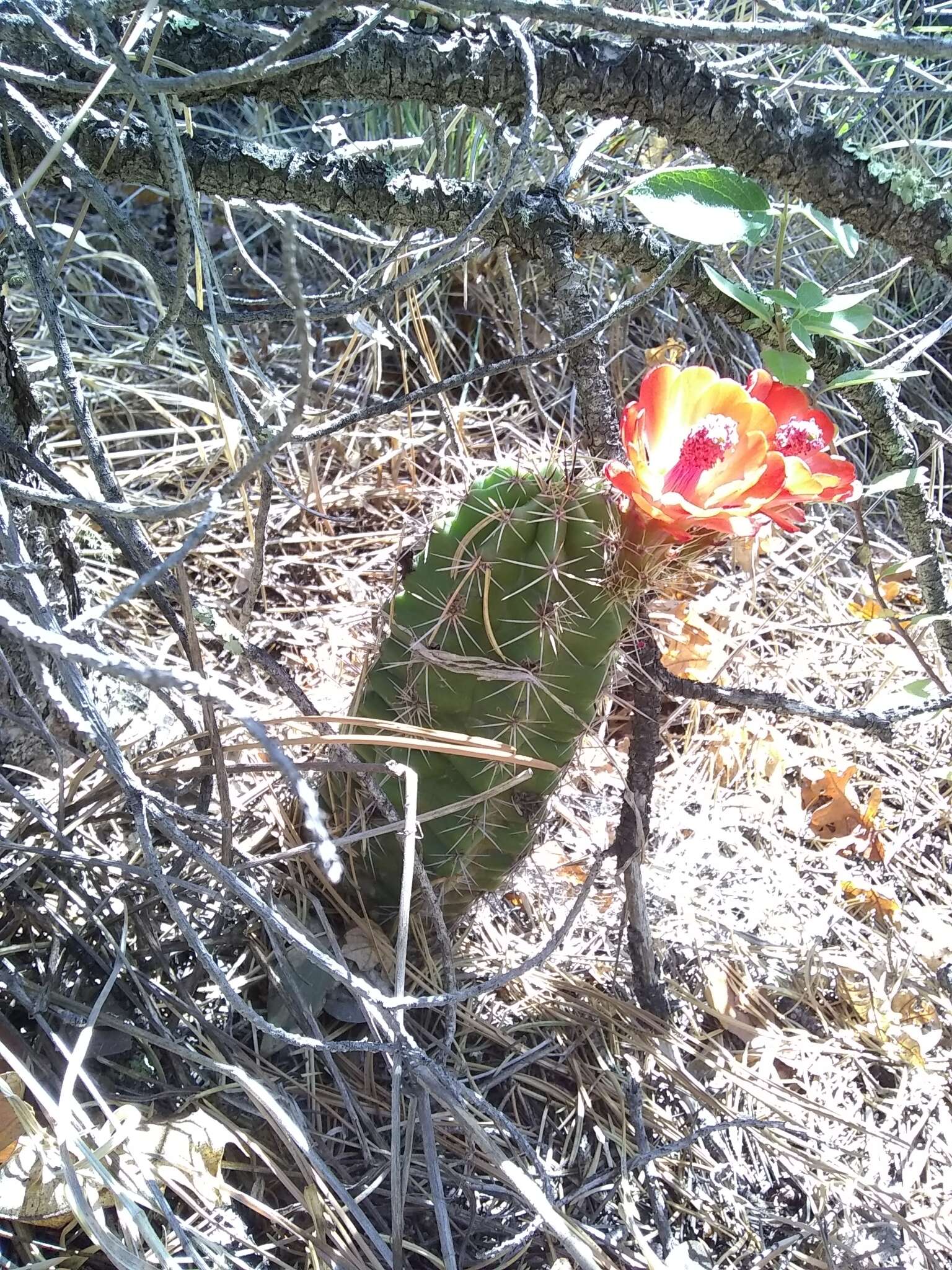 Image of Echinocereus arizonicus subsp. oldachiorum