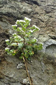 Image of Danish scurvygrass