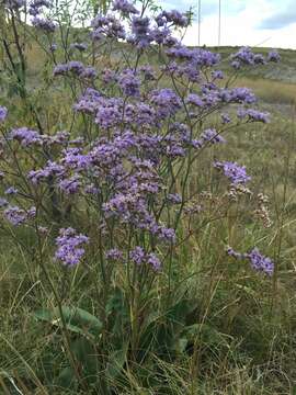 صورة Limonium tomentellum (Boiss.) O. Kuntze