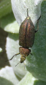 Image of <i>Melyris viridis</i>