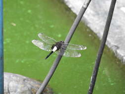 Pseudothemis zonata (Burmeister 1839) resmi