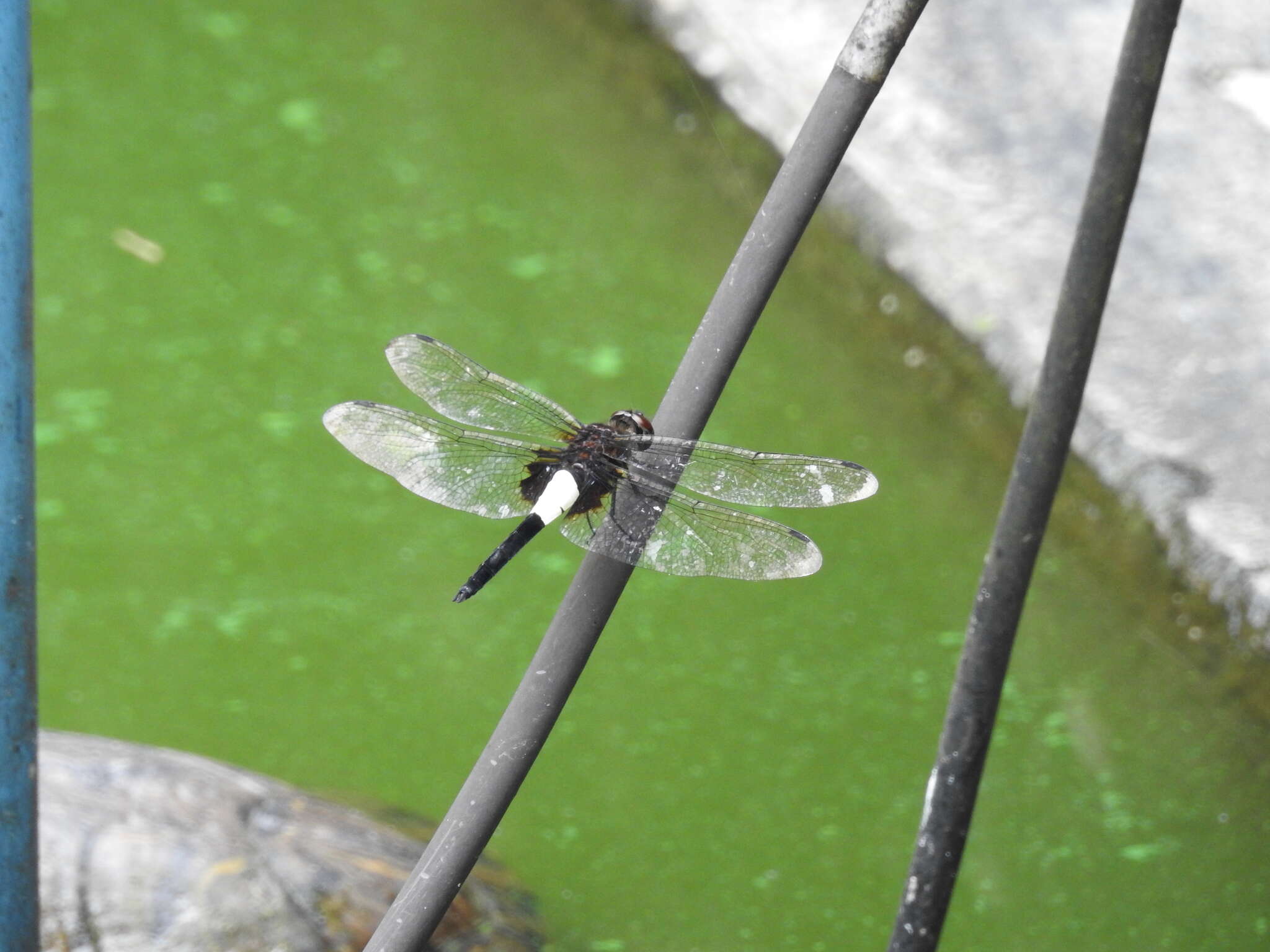 Imagem de Pseudothemis zonata (Burmeister 1839)