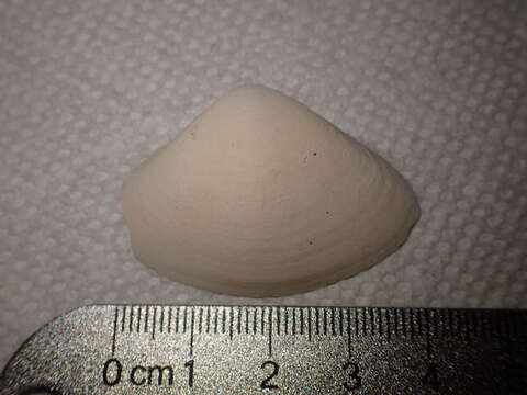 Image of Atlantic surf clam