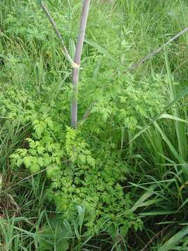 Image of Arracacia atropurpurea (Lehm.) Benth. & Hook. fil. ex Hemsl.