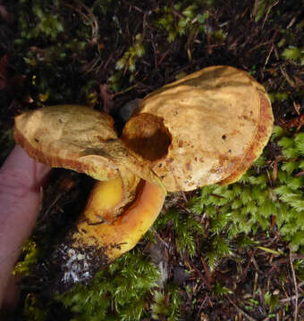 Image of Boletus rawlingsii McNabb 1968