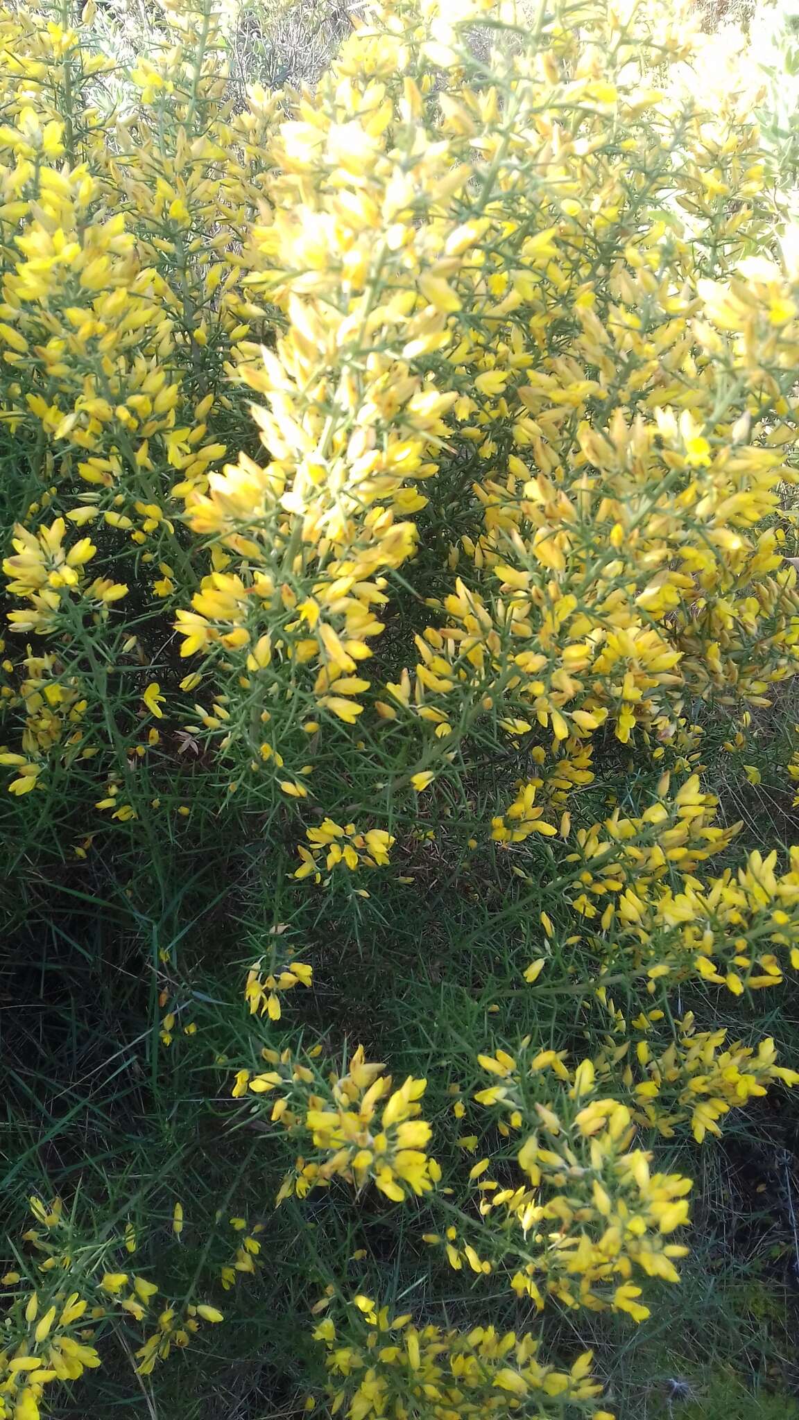 Image de Ulex parviflorus Pourr.