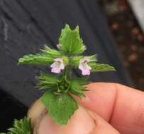 Image of field woundwort