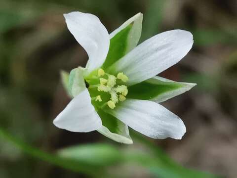 Image of Moenchia erecta subsp. octandra (Moris) Coutinho