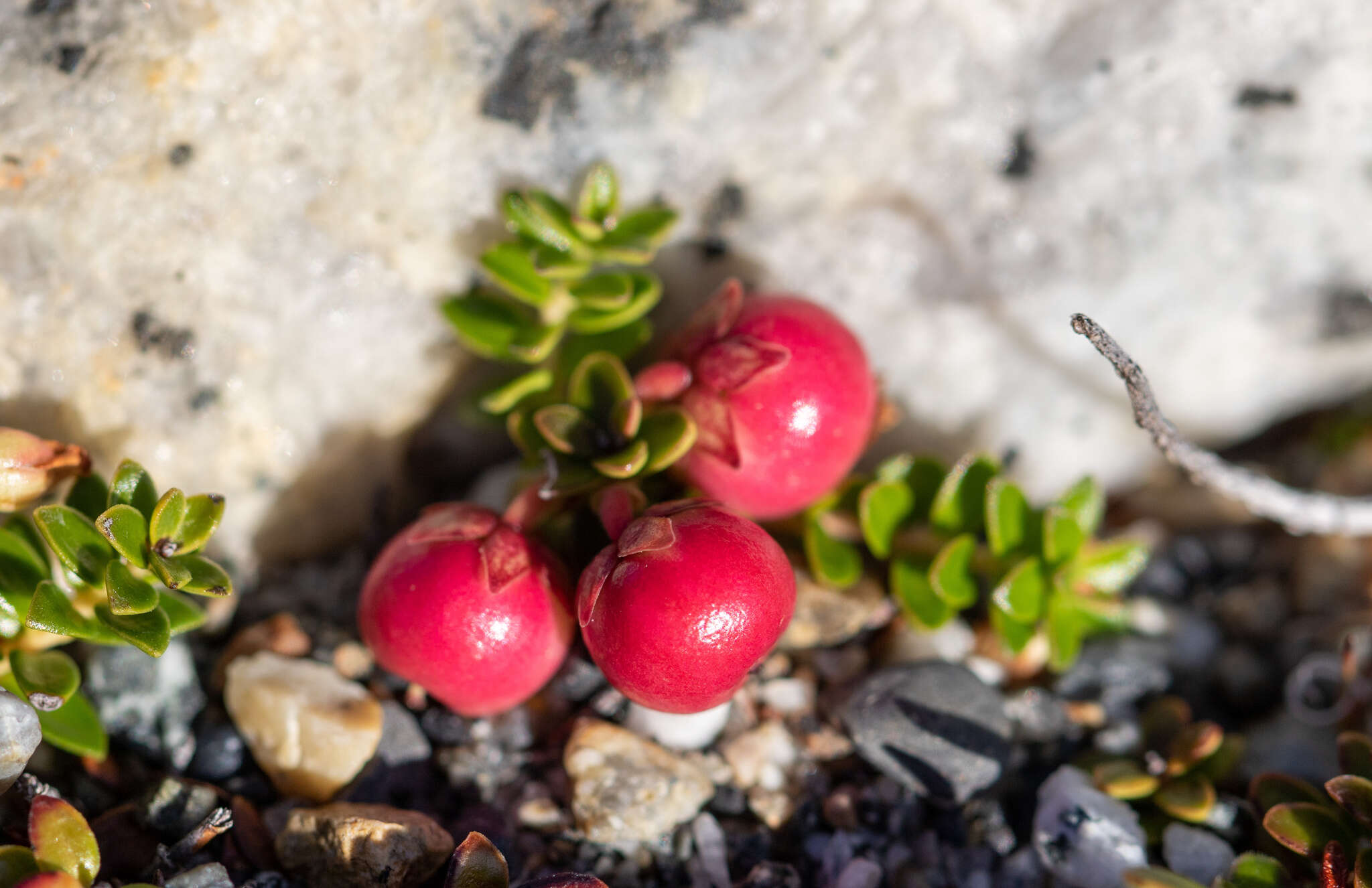 Image of Gaultheria pumila (L. fil.) D. J. Middleton