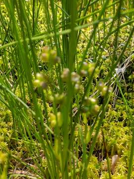 Image of pod-grass family