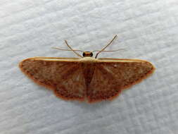 صورة Idaea costaria Walker 1863