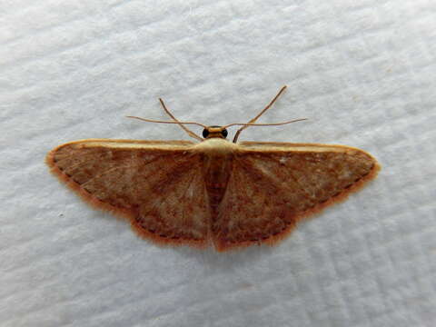 صورة Idaea costaria Walker 1863