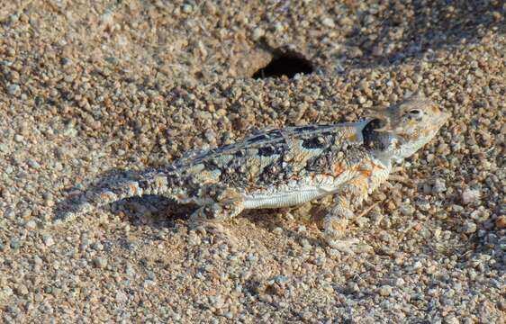 Image of Desert Horned Lizard