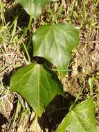 Imagem de Hedera algeriensis Hibberd