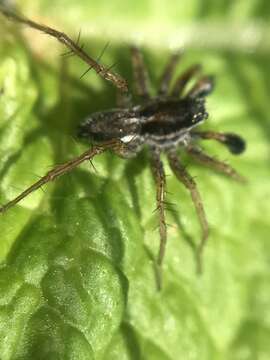 Image of Wolf spider