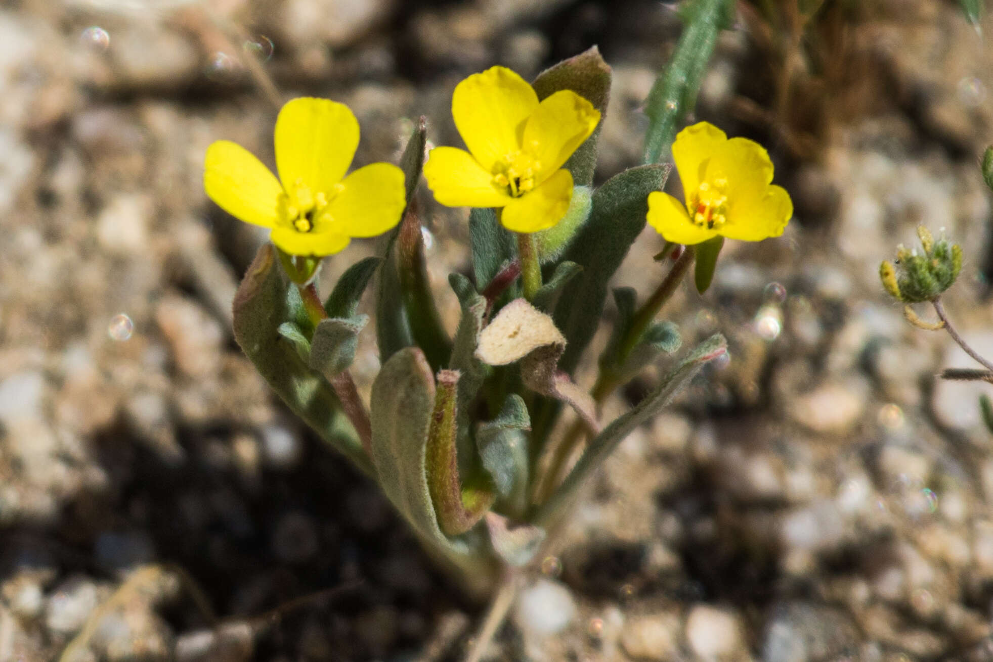 Image of paleyellow suncup