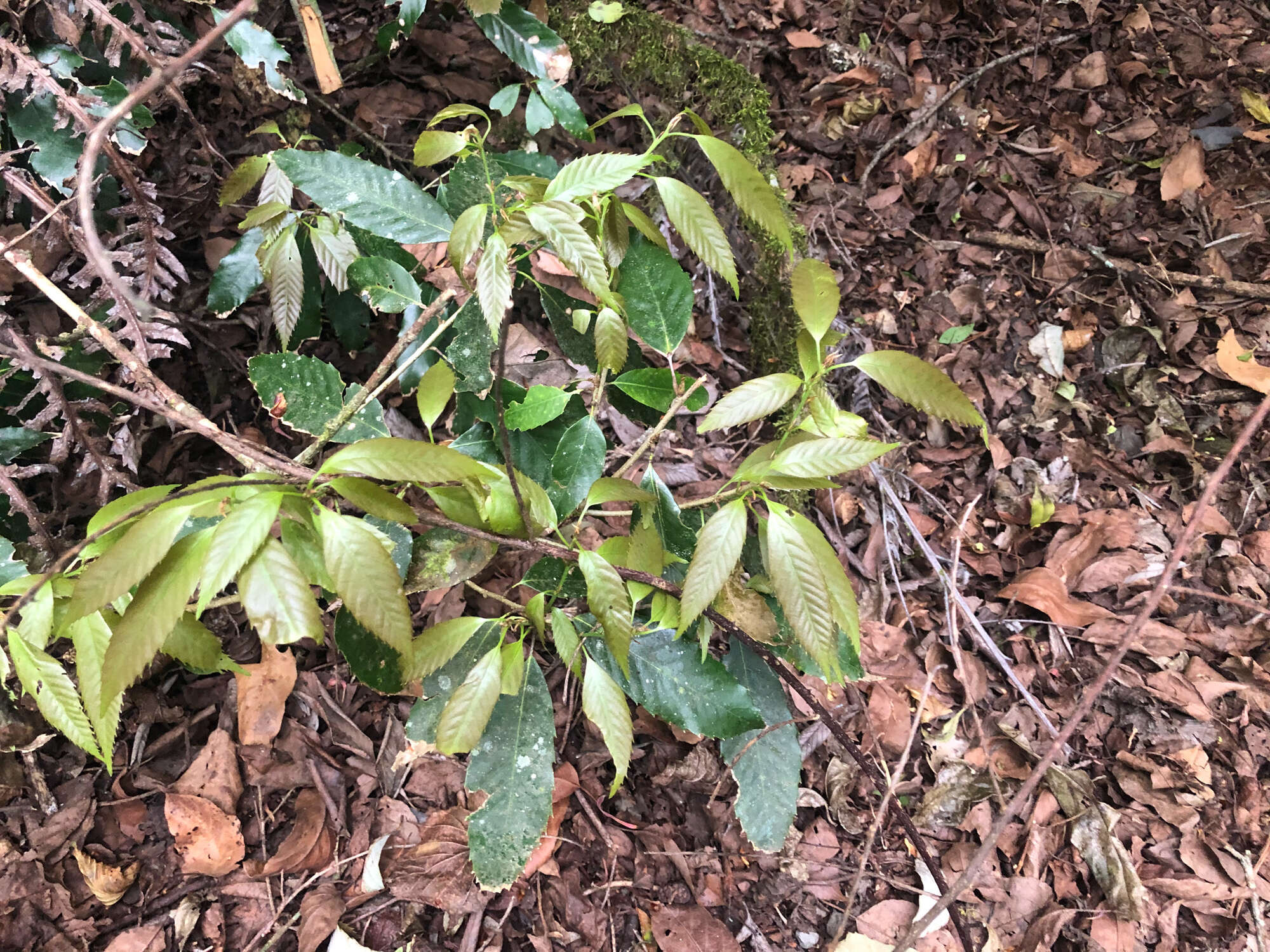 Imagem de Quercus stenophylloides Hayata