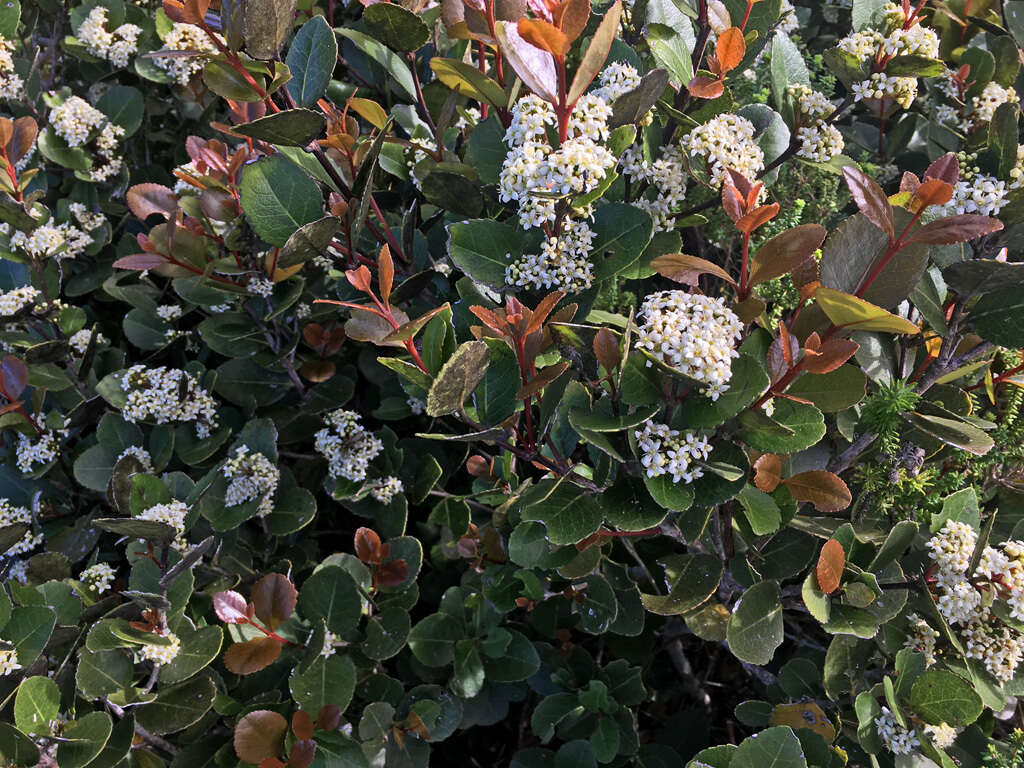 Image of Cassine peragua subsp. peragua
