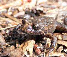 Image of Tusked Frog