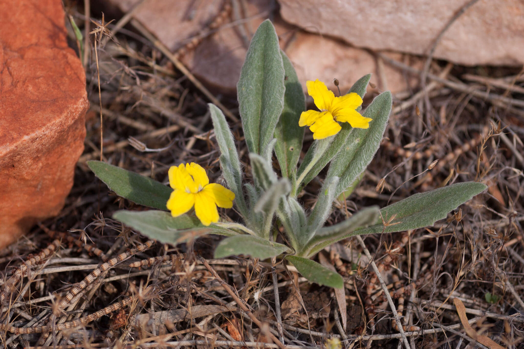 Image of Goodenia willisiana R. Carolin