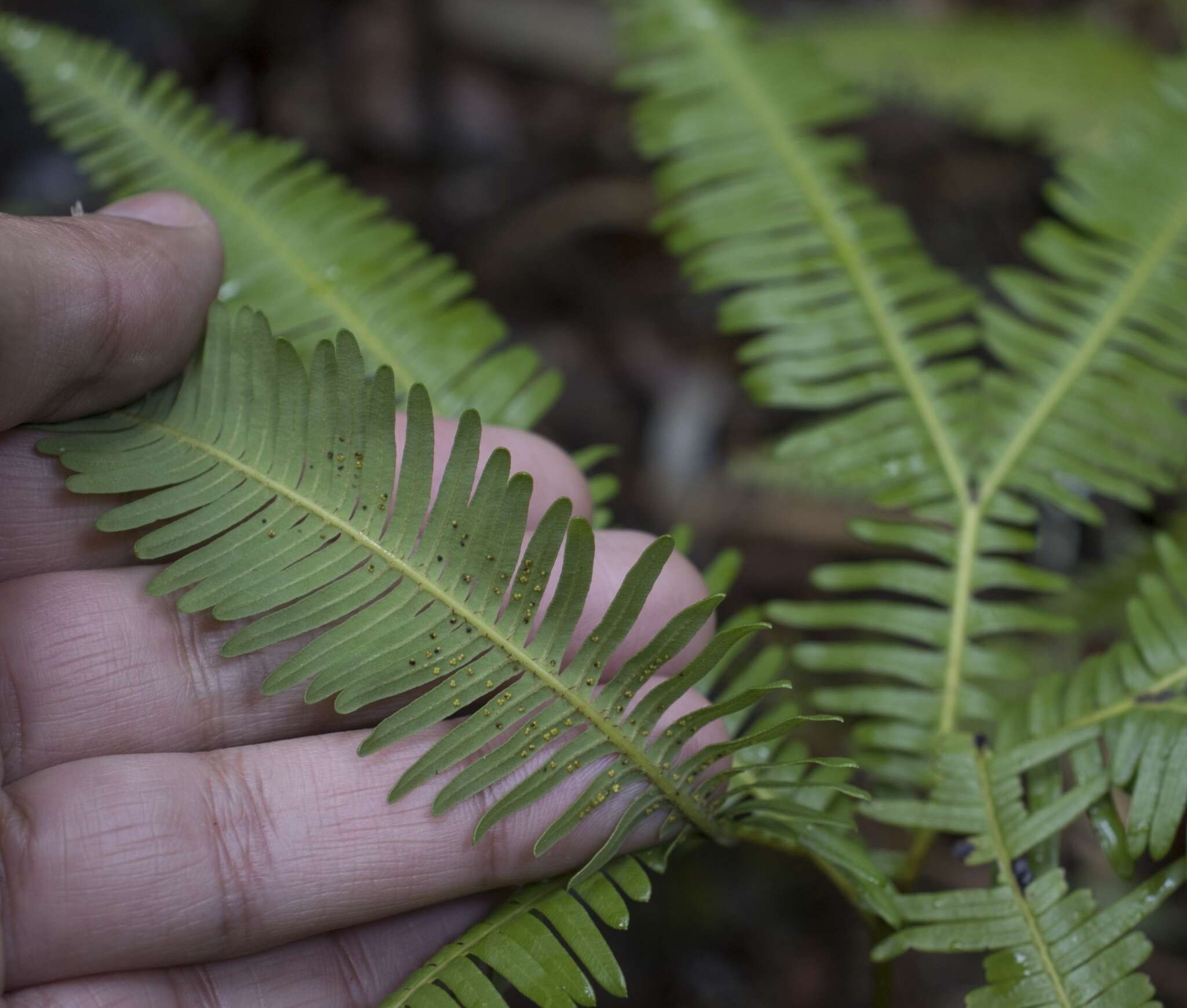 Image of Sticherus quadripartitus (Poir.) Ching