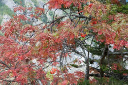 Image of Sorbus randaiensis (Hayata) Koidz.