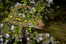 Image of Nelson green gecko