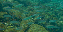 Image of Black-striped salema