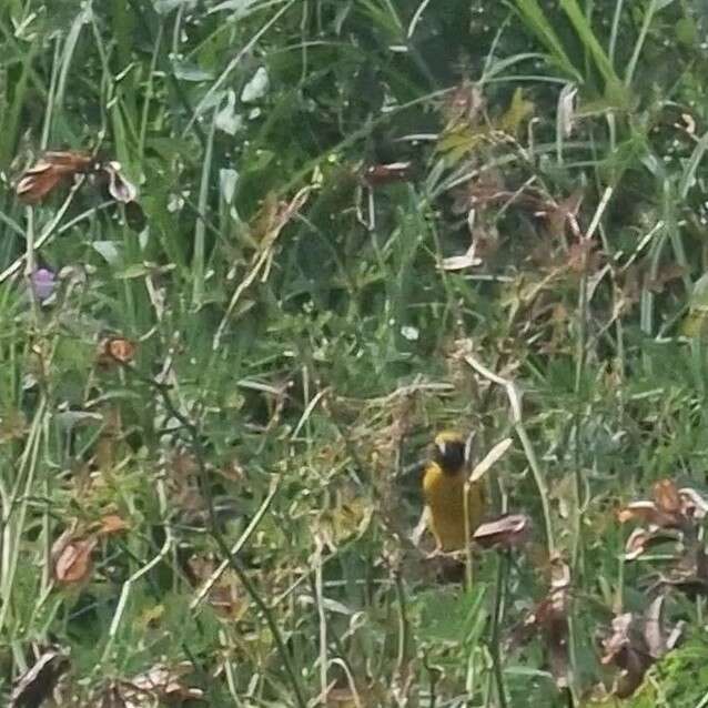 Image of Asian Golden Weaver