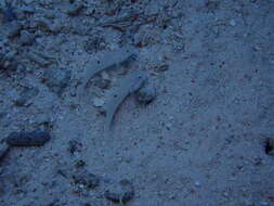 Image of Sixspot goby